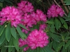 hpim1303